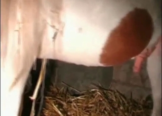 Dick of a small pony looks extremely big