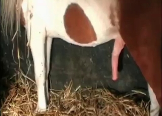 Dick of a small pony looks extremely big
