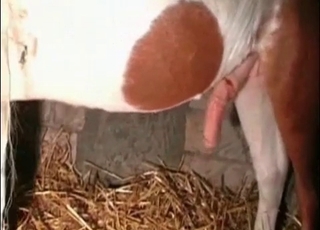 Dick of a small pony looks extremely big