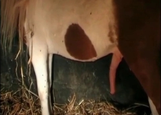 Dick of a small pony looks extremely big