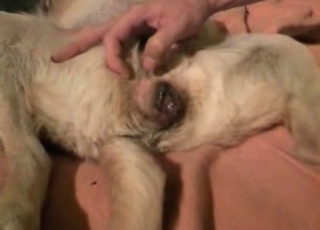 Fucking my lovely pet in sideways pose