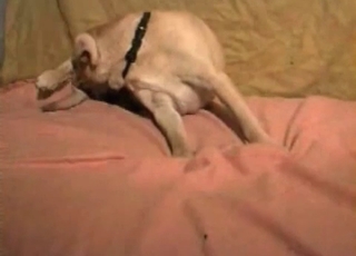 Fucking my lovely pet in sideways pose