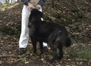 Bald man and shepherd having nice sex