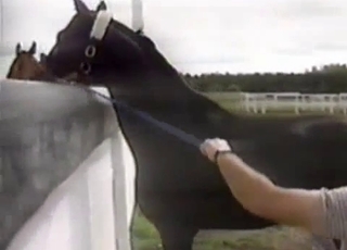 Collecting fresh semen of a horny stallion