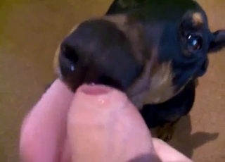 Cute doberman knows how to please my dick