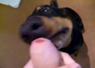 Cute doberman knows how to please my dick