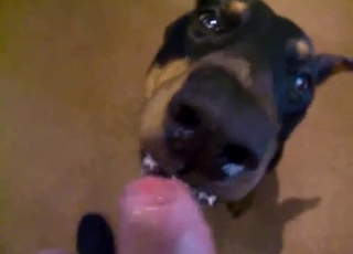 Cute doberman knows how to please my dick