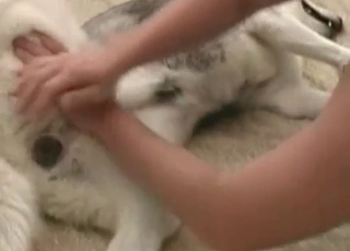 Perfect Husky nicely fucked by dirty zoophile