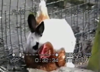 Stunning rabbit trying to fuck a cock