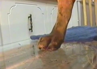 Good doggy cumming a nice load of semen