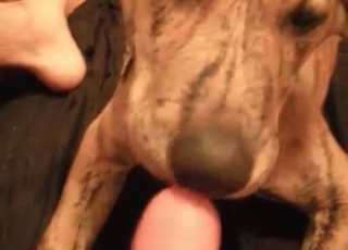 Sweet dog licks and sucks a dick