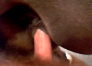 Cute brown animal fucked from behind