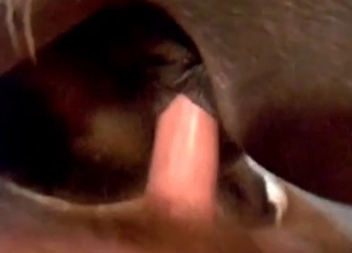 Cute brown animal fucked from behind