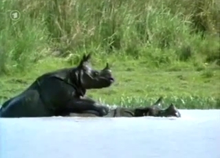 Awesome wild animals having great sex