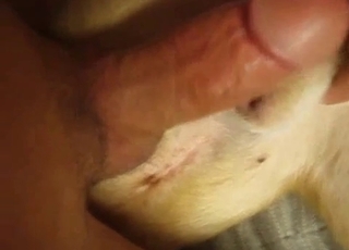Playful sexy doggy fucked in bedroom