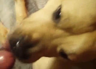 Playful sexy doggy fucked in bedroom