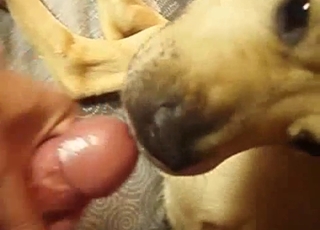 Playful sexy doggy fucked in bedroom