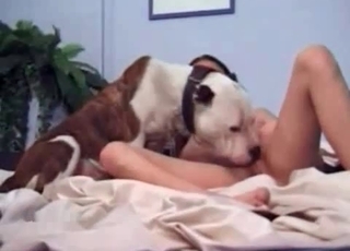 Sexy spotted doggy in amazing bestiality XXX