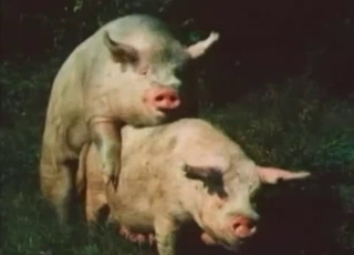 Sweet natural pigs fucking in doggy style