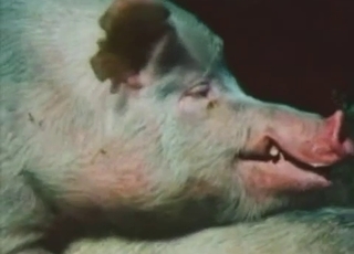 Sweet natural pigs fucking in doggy style