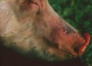 Sweet natural pigs fucking in doggy style