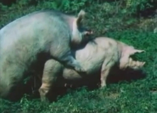 Sweet natural pigs fucking in doggy style