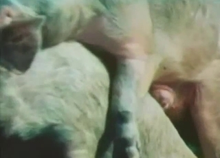 Sweet natural pigs fucking in doggy style