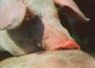 Sweet natural pigs fucking in doggy style