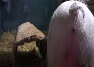 Good pig fucked a big-ass babe from behind