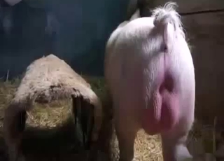 Good pig fucked a big-ass babe from behind