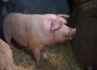 Good pig fucked a big-ass babe from behind