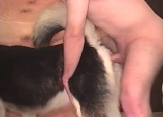 Pretty nice to see dirty bestiality XXX sex