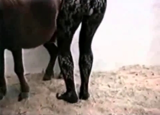 Sexy chick and pony enjoy farm bestiality