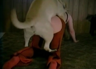 Juicy vagina nicely fucked by labrador