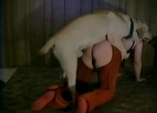 Juicy vagina nicely fucked by labrador
