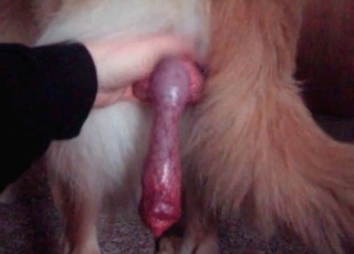 Amazing doberman in passionate bestiality XXX