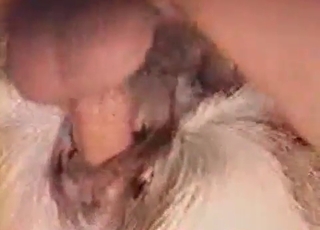 Dude fucked his farm animal from behind