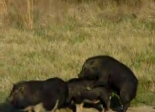 Sexy black pigs having amazing bestiality XXX