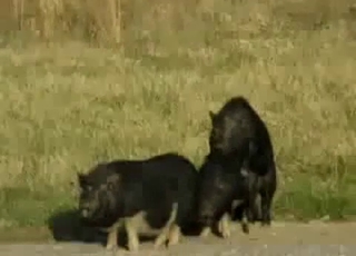 Sexy black pigs having amazing bestiality XXX