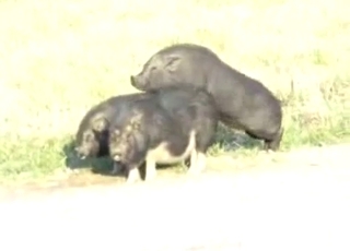 Sexy black pigs having amazing bestiality XXX