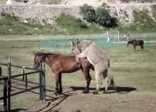 Sexy mares having amazing sex in doggy style