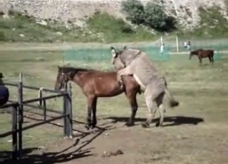 Sexy mares having amazing sex in doggy style