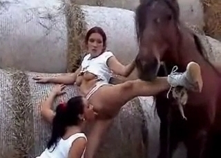 Gorgeous stallion in stunning bestiality XXX