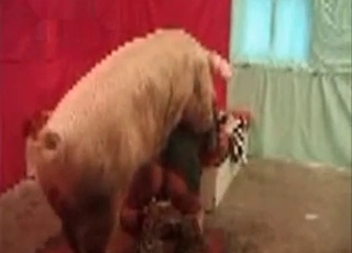 Pig fucks a sexy zoofil in doggy style pose