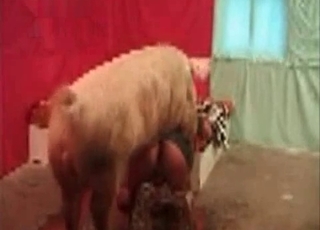 Pig fucks a sexy zoofil in doggy style pose