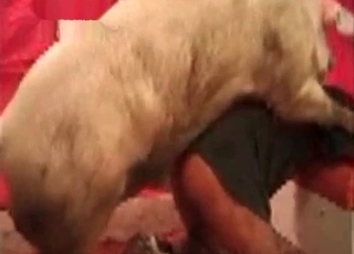Pig fucks a sexy zoofil in doggy style pose