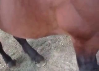 Dirty farm animal porn with my stallion
