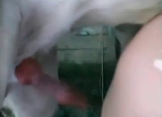 Amazing doggy pounded hard on camera