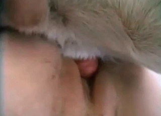 Amazing doggy pounded hard on camera