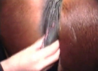 Playing with tight anal hole of a stallion